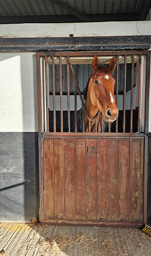 newstable
